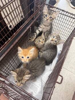 26-1192C -  Domestic Medium Hair Cat for Adoption in Sorrento, Louisiana - 26-1192C | PetCurious
