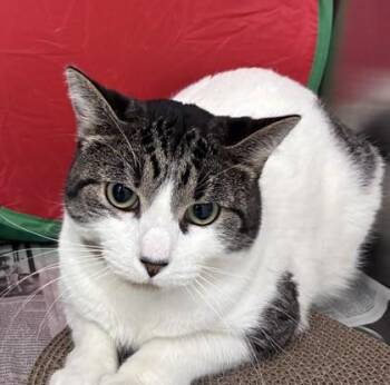 Domestic Short Hair Cats Available for Adoption - Mr. Moo | PetCurious