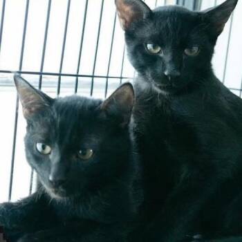 Domestic Short Hair Cats Available for Adoption in Sarasota, Florida - Badger | PetCurious