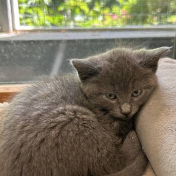Ronnie -  Domestic Short Hair Cat for Adoption in Peconic, New York - Ronnie | PetCurious