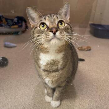 Herbie -  Domestic Short Hair Cat for Adoption in Pekin, Illinois - Herbie | PetCurious