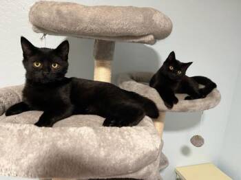 Rescue Bombay Cats for Adoption in Eagle Point, Oregon - Emeritt & Emmerson Awesome Bonded Pair Of Boys | PetCurious