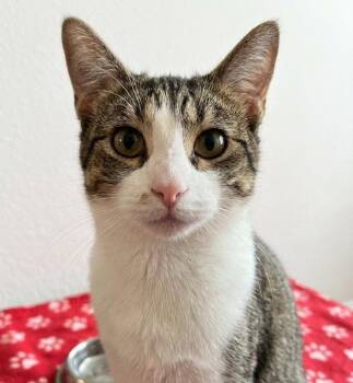 Domestic Short Hair Cats Available for Adoption in Cincinnati, Ohio - Delta | PetCurious