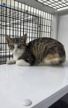 Calico and Tabby Cats Available for Adoption in Port Lavaca, Texas - Zombie | PetCurious
