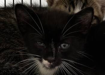 BITSY -  Domestic Short Hair Cat for Adoption in Fort Lauderdale, Florida - BITSY | PetCurious