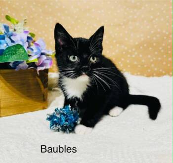 Domestic Short Hair Cats Available for Adoption in Groveland, Massachusetts - Baubles | PetCurious