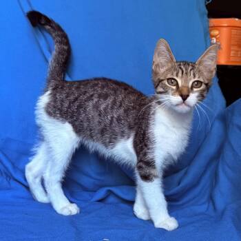 COLTON -  Domestic Short Hair Cat for Adoption in Rowland Heights, California - COLTON | PetCurious