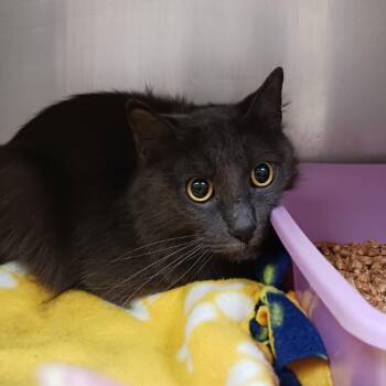 Artimus -  Domestic Medium Hair Cat for Adoption in Galveston, Texas - Artimus | PetCurious