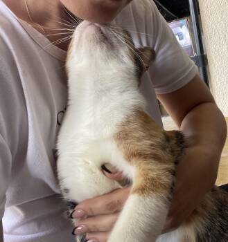 Phoebe -  Domestic Short Hair Cat Available for Adoption in Franklin, Massachusetts - Phoebe | PetCurious