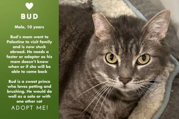 Rescue Domestic Short Hair Cats for Adoption in Los Angeles, California - Bud | PetCurious