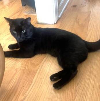 Domestic Short Hair Cats Available for Adoption in Atlanta, Georgia - Herc | PetCurious