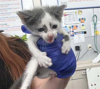 Domestic Short Hair Cats Available for Adoption in Dallas, Texas - VICTORIA | PetCurious