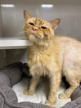 Trek -  Domestic Medium Hair Cat for Adoption in Corpus Christi, Texas - Trek | PetCurious