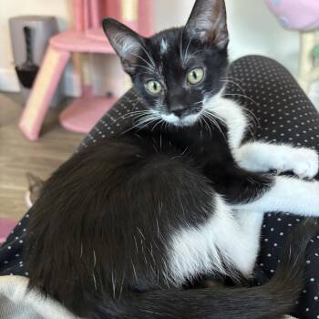 Domestic Short Hair Cats Available for Adoption - Mark | PetCurious