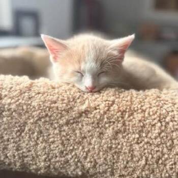 Domestic Medium Hair Cats Available for Adoption - Blondie C10752 | PetCurious