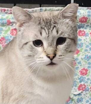 Gandalf -  Siamese and Domestic Short Hair Cat for Adoption in Lenexa, Kansas - Gandalf | PetCurious