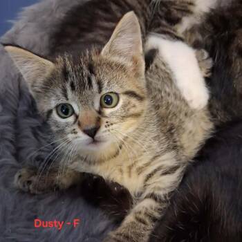 Dusty C12390 -  Domestic Short Hair Cat for Adoption - Dusty C12390 | PetCurious