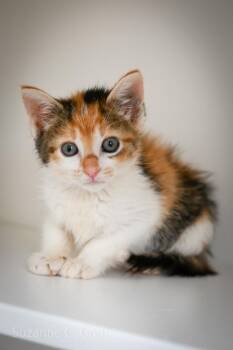 Agatha Plank -  Domestic Short Hair Cat Available for Adoption in Elmwood, Louisiana - Agatha Plank | PetCurious