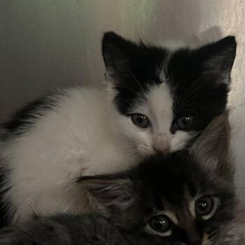 Artax -  Domestic Short Hair Cat for Adoption in Veneta, Oregon - Artax | PetCurious