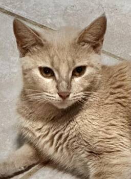 Rescue Domestic Short Hair Cats for Adoption - Gabriela | PetCurious