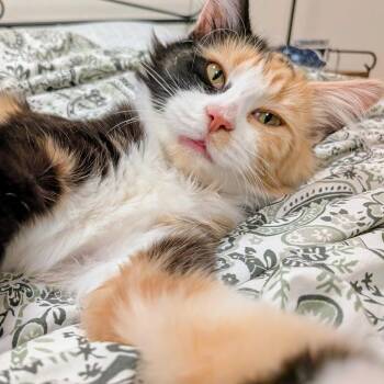 Oriole -  Domestic Medium Hair Cat for Adoption in Sunnyvale, California - Oriole | PetCurious