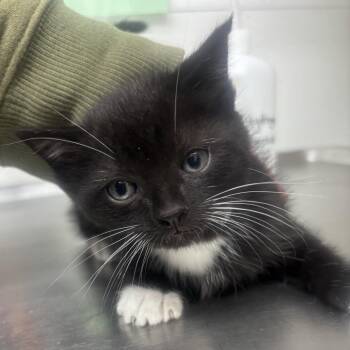 ZOOMIE -  Domestic Short Hair Cat for Adoption in Richmond, California - ZOOMIE | PetCurious