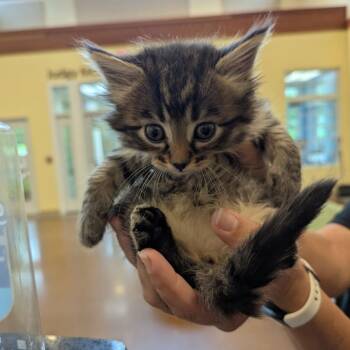 Hurricane -  Domestic Medium Hair Cat for Adoption in Lynchburg, Virginia - Hurricane | PetCurious