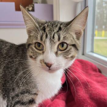 Rescue Domestic Short Hair Cats for Adoption in Victor, New York - Galileo | PetCurious