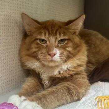 Domestic Medium Hair Cats Available for Adoption - Darryl | PetCurious