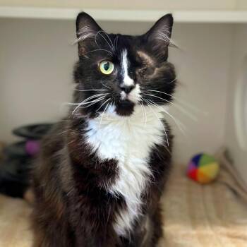 Domestic Short Hair Cats Available for Adoption in Providence, Rhode Island - Chimosa | PetCurious