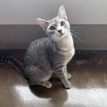 Smokey Bandit -  Domestic Short Hair Cat for Adoption in Green Bay, Wisconsin - Smokey Bandit | PetCurious