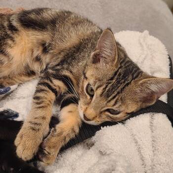 Baby -  Domestic Short Hair Cat for Adoption in Sunrise, Florida - Baby | PetCurious
