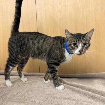 Alex -  Domestic Short Hair Cat for Adoption in Brentwood, Missouri - Alex | PetCurious