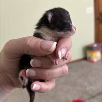 Buttons -  Domestic Short Hair Cat for Adoption in Overland Park, Kansas - Buttons | PetCurious