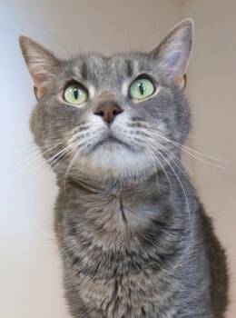 Rescue Domestic Short Hair Cats for Adoption in Fishers, Indiana - Sir Gus | PetCurious