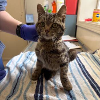 Domestic Short Hair Cats Available for Adoption - TUSC-Stray-83278 | PetCurious