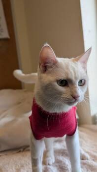 Sauvignon -  Domestic Short Hair Cat for Adoption in Coquitlam, British Columbia - Sauvignon | PetCurious