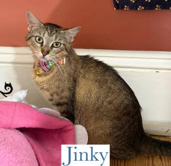 Rescue Domestic Short Hair Cats for Adoption in Berkeley Springs, West Virginia - Jinky | PetCurious