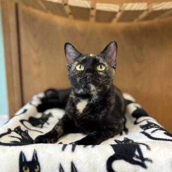 Hollie***ADOPTION PENDING*** -  Domestic Short Hair Cat for Adoption in Fargo, North Dakota - Hollie***ADOPTION PENDING*** | PetCurious