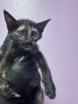 Rescue Domestic Short Hair Cats for Adoption in El Paso, Texas - 59675636 | PetCurious