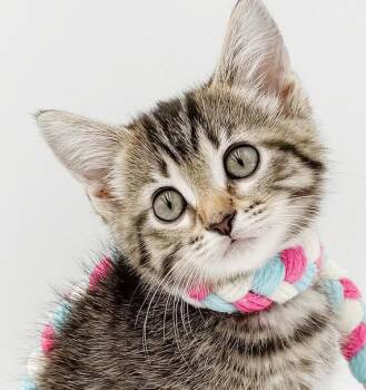 Addie is simply amazing - mini adorableness -  Bengal and Tabby Cat for Adoption in Bedford Hills, New York - Addie Is Simply Amazing - Mini Adorableness | PetCurious