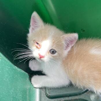 Finn -  Domestic Short Hair Cat for Adoption in Eureka Springs, Arkansas - Finn | PetCurious