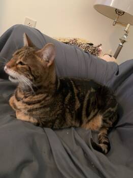 Rescue Bengal Cats for Adoption in Darien, Georgia - Molly | PetCurious