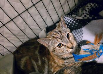 Spring -  Domestic Short Hair Cat for Adoption in Reno, Nevada - Spring | PetCurious