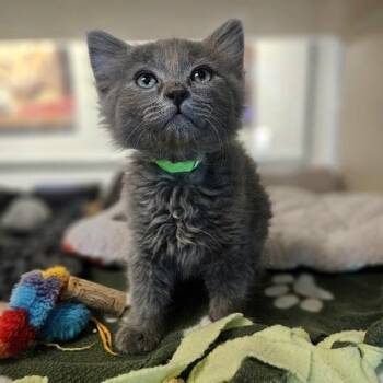 Zeppole -  Domestic Short Hair Cat for Adoption in Oakland, California - Zeppole | PetCurious