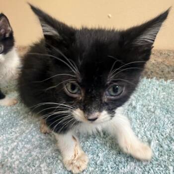 Bazzi -  Domestic Short Hair Cat for Adoption in Corinth, Mississippi - Bazzi | PetCurious