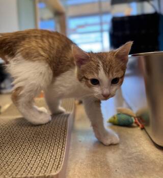 Greg -  Domestic Short Hair Cat for Adoption in Eagle, Colorado - Greg | PetCurious