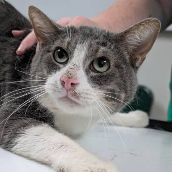 Bob -  Domestic Short Hair Cat for Adoption in Canton, Illinois - Bob | PetCurious