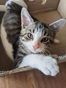 Professor Pickles -  Domestic Short Hair Cat for Adoption in Arthur, Ontario - Professor Pickles | PetCurious