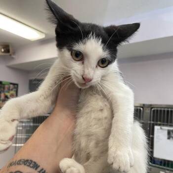 Alice -  Domestic Short Hair Cat for Adoption in Port Charlotte, Florida - Alice | PetCurious